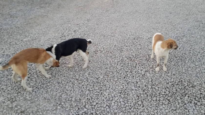 10447853_10105170369120755_2279489024461360133_n